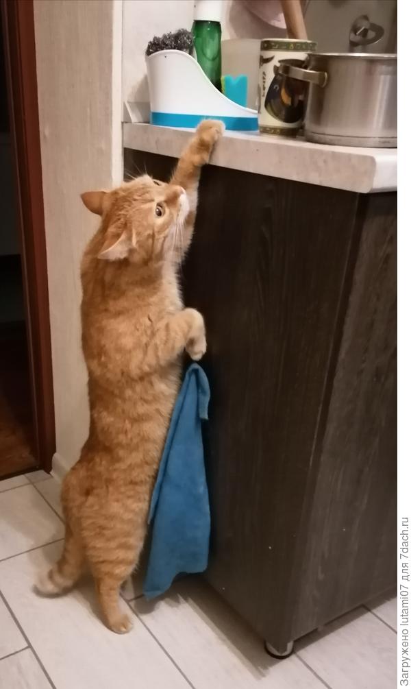 Мой хозяйственный котик.