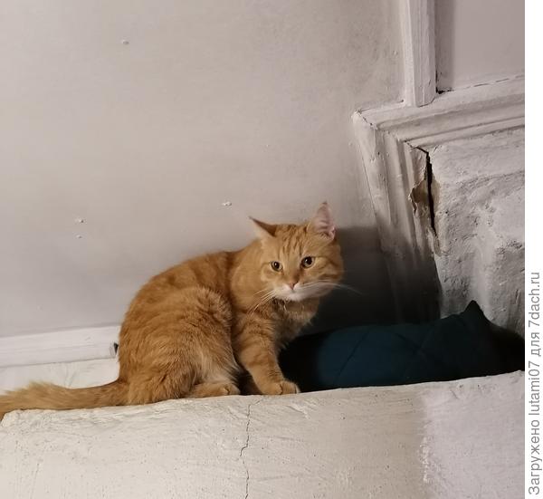 На даче любит сидеть на печке.