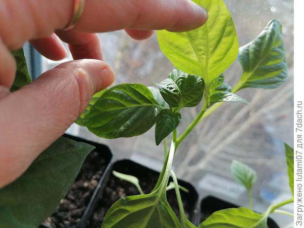 Вот увидела, что на одном даже стебель раздвоился