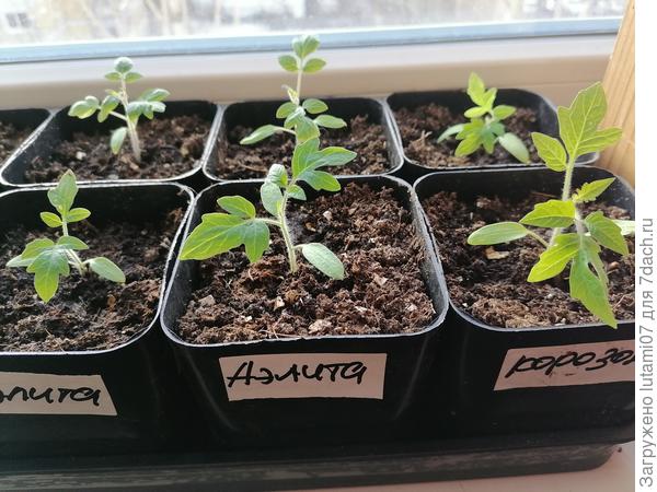 Помидоры ещё маленькие, поздно посадила