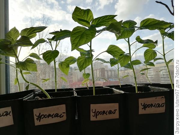 Перцы уже большие, растут активно.