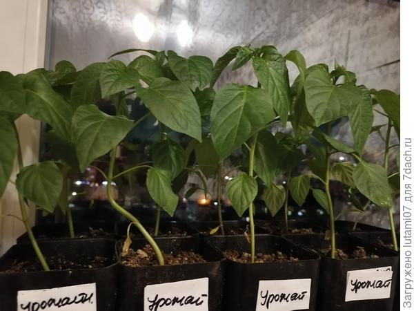 Это перцы из своих семян