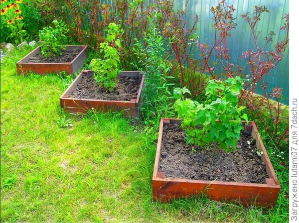 Кустарники, посаженная в короб