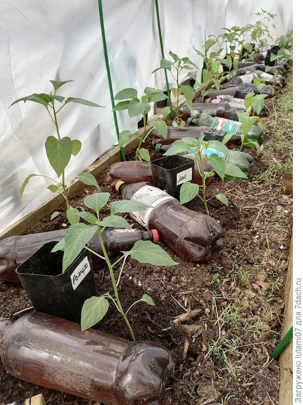 Вот так раскладываю бутылки в грядки