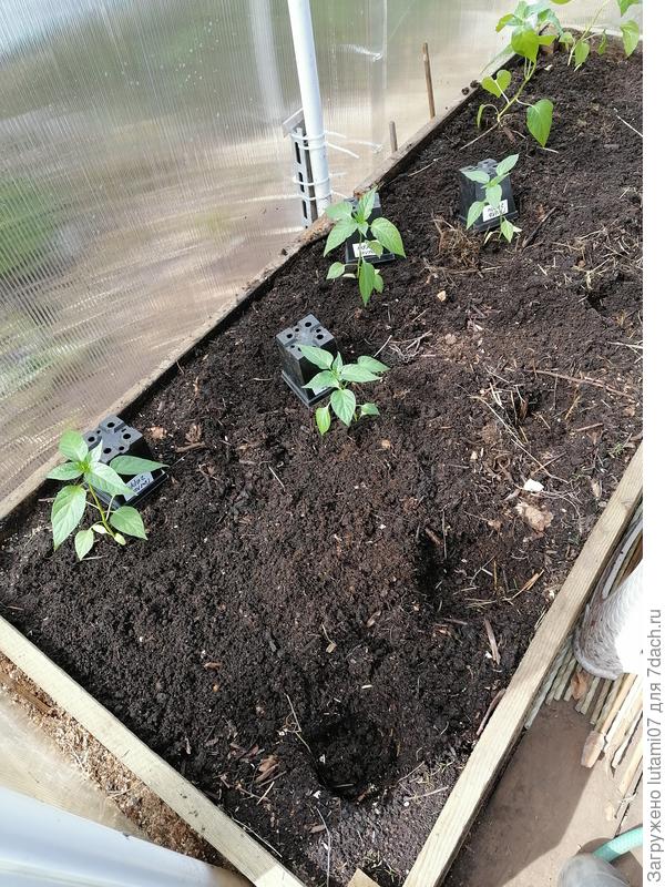 Пересадка в грядку