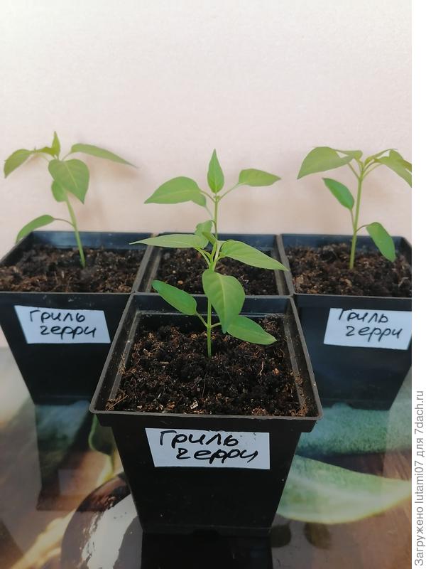 Через 2 недели