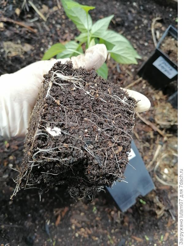 Корневая система