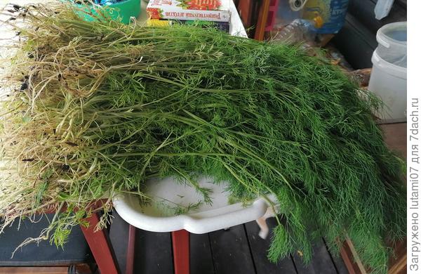 Не знала,  куда пристроить...