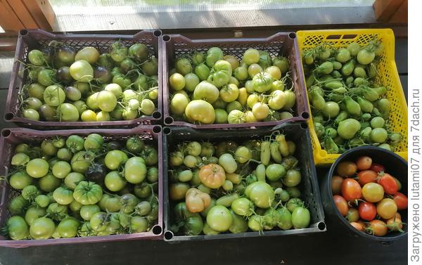 Ещё один ящик томатов сняла позже