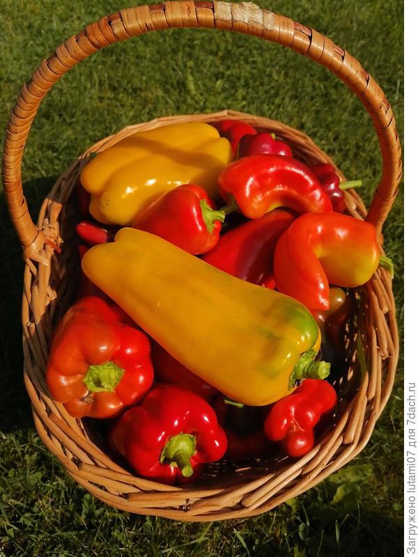 А перцы в этом сезоне радуют...