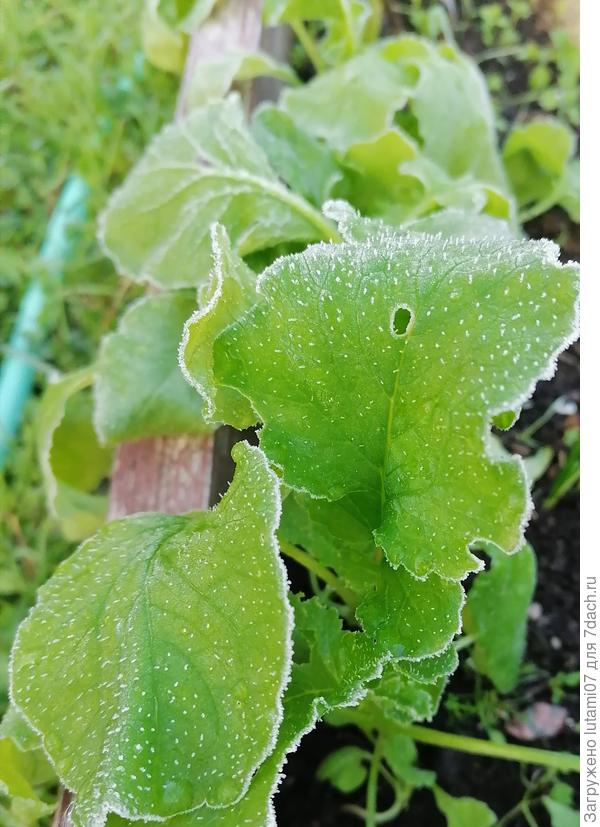 Утром всё в инее