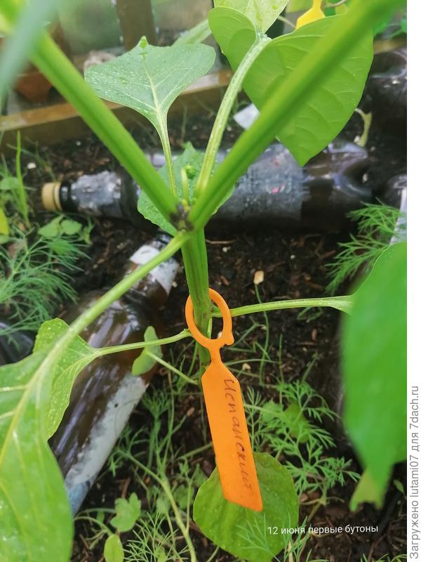 Первый бутон