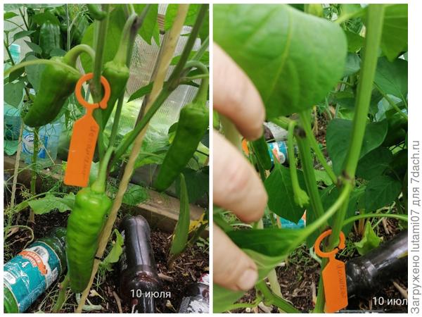 Один перец с подросшими плодами, второй только завязал первые