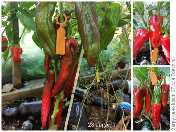 28 августа вид совсем красивый