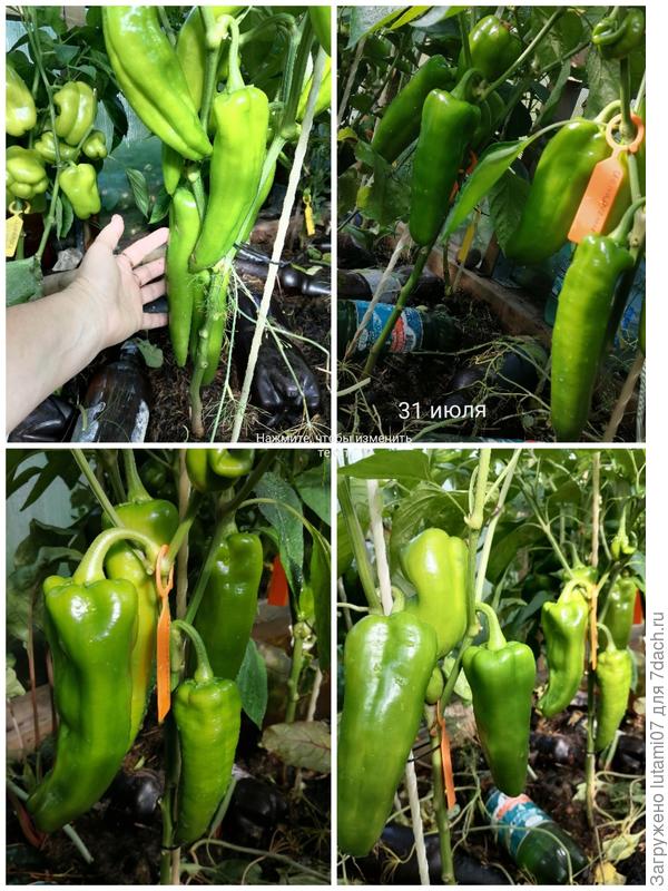 31 июля. Вид перцев прямо радует глаз.