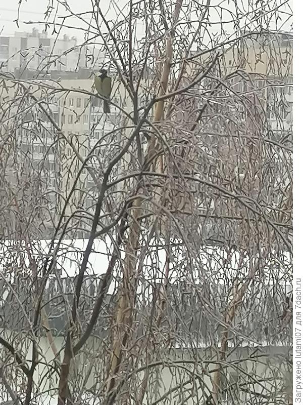 Деревья во льду, вчера.