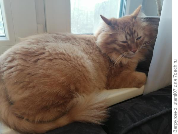 А это кот дочки Шуня у нас в гостях, пока хозяева в отъезде