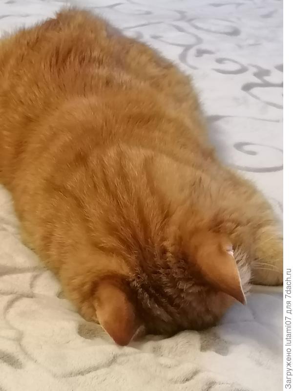 Рыжечка спит🙂