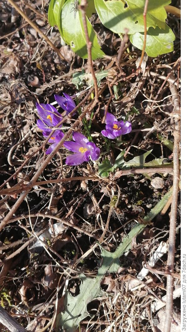 На проталине крокусы