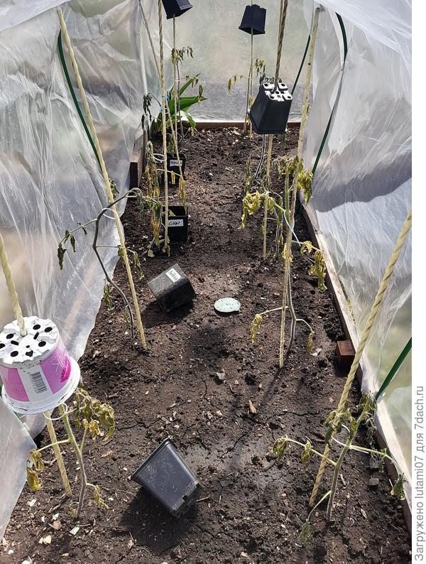 Вот такие были после заморозка, который не обещали.