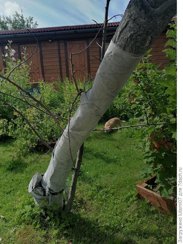 Рядом вышел новый побег от яблони. Мы обрадовались, чтт замена растёт. А в начале лета он погиб😟