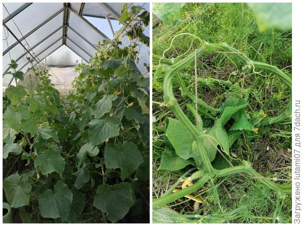 Слева плети приспустила, справа ещё нет. А стебель ложится на землю, как ему удобно. Иначе можно и сломать.