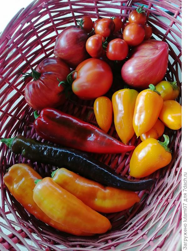 Первые перцы сняты 9 августа