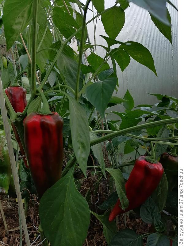 Ветки ломаются от тяжести плодов Рамиро.