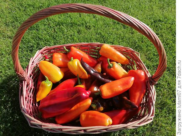 Очередной сбор перцев