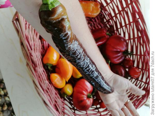 Длина перчика...