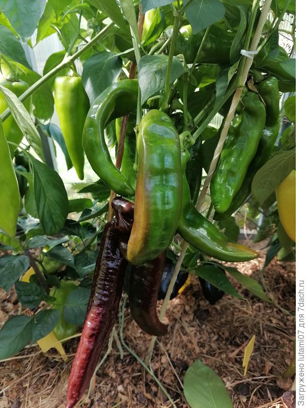 Шоколадный тоже весь в перцах