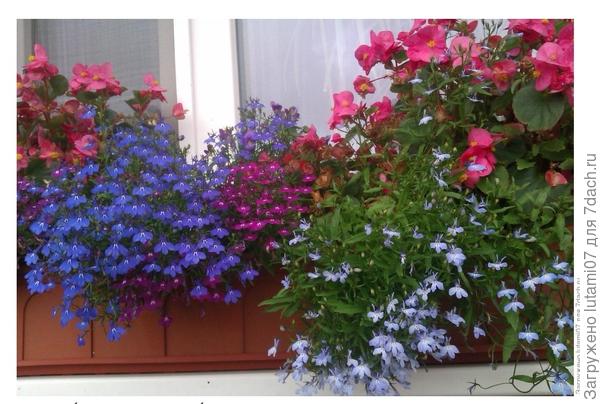 Лобелия и бегония
