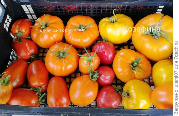 Алтайский оранжевый и Жозефина