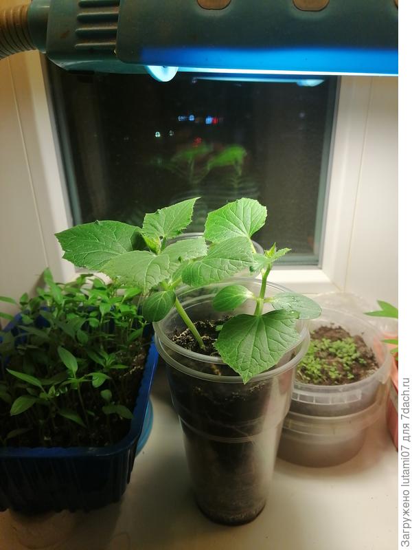 15 марта. Стоят под лампой. Опрыскиваю водой каждый день