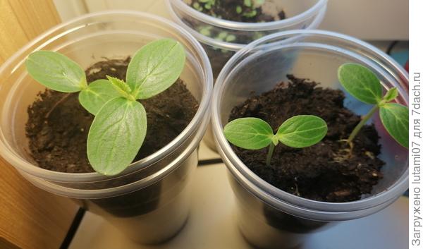 2 марта. Правый стаканчик отдала сотруднице