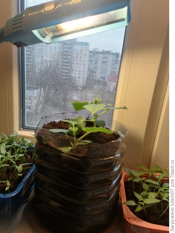 16 марта. Пересадила в обрезанную 5-ти литровую бутыль. Не разделяла, побоялась повредить корни.