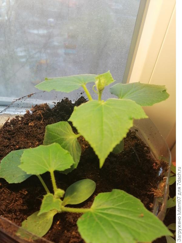 Один явно более сильный. В землю добавила гранулы органо-минерального удобрения Орговит конский. Кстати, огурцы пересадку не заметили совсем.