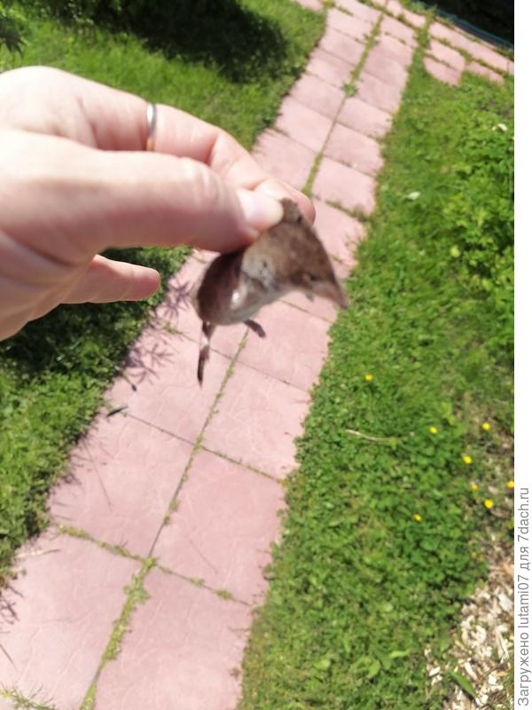 Землеройка