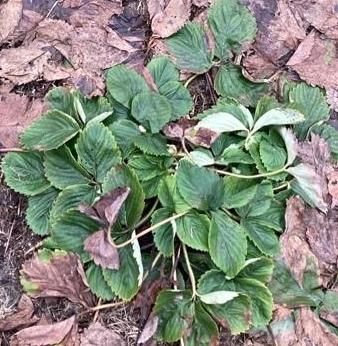 Куст клубники.