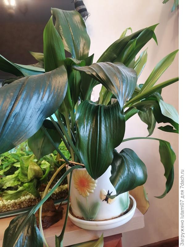 Вот мой цветок