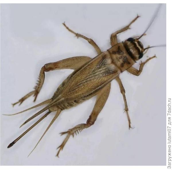 Фото из и-нета