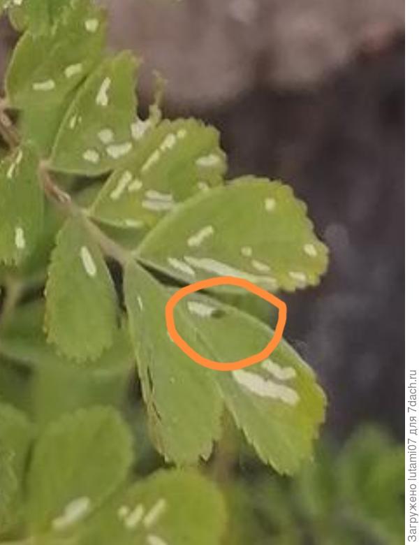 Вот эта чёрная точка внутри листа похожа на личинку.