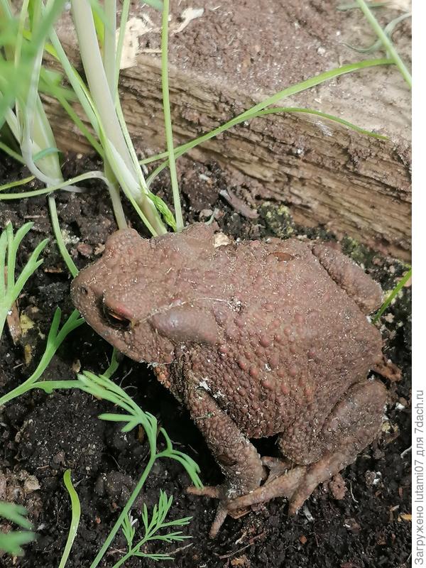 В теплице, потом в ОГ видела. Не знаю, та же или нет.