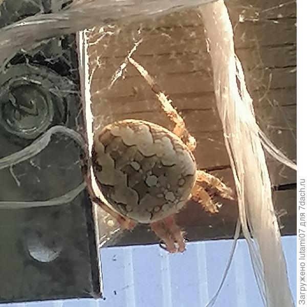 Ещё цвет удивил, светлый.