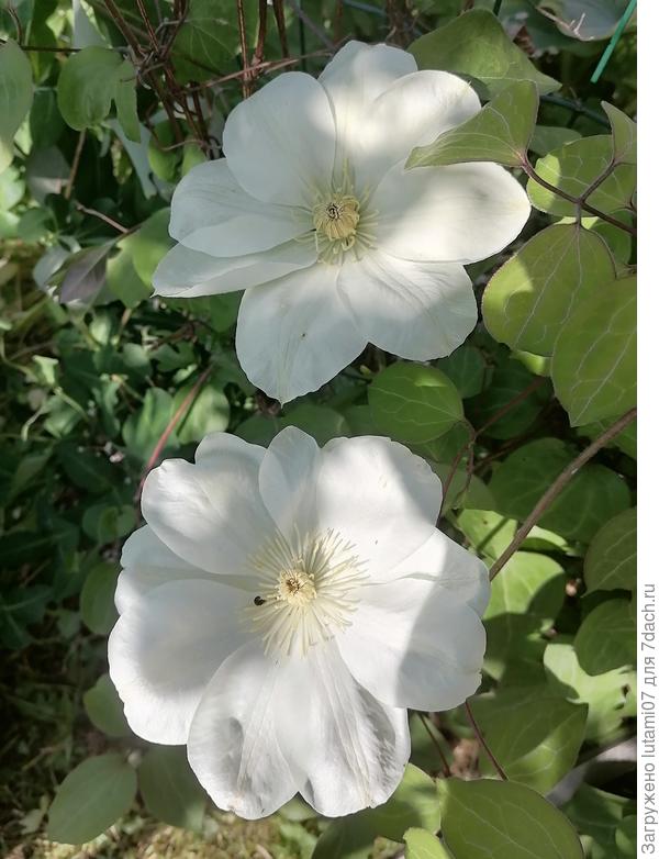 Я даже название его не знаю...