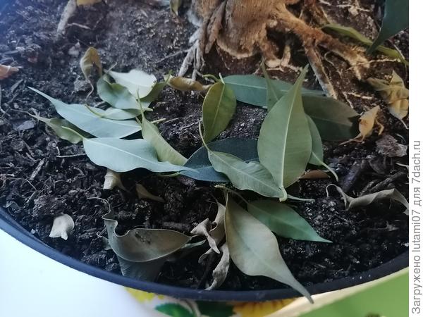 Это сегодняшний листопад...