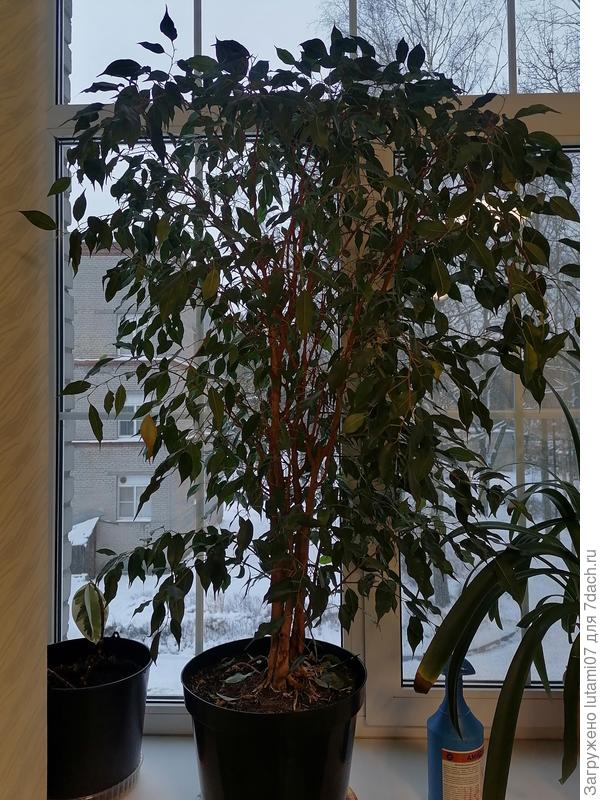 Видите, есть жёлтые листья? Они тоже обвалятся