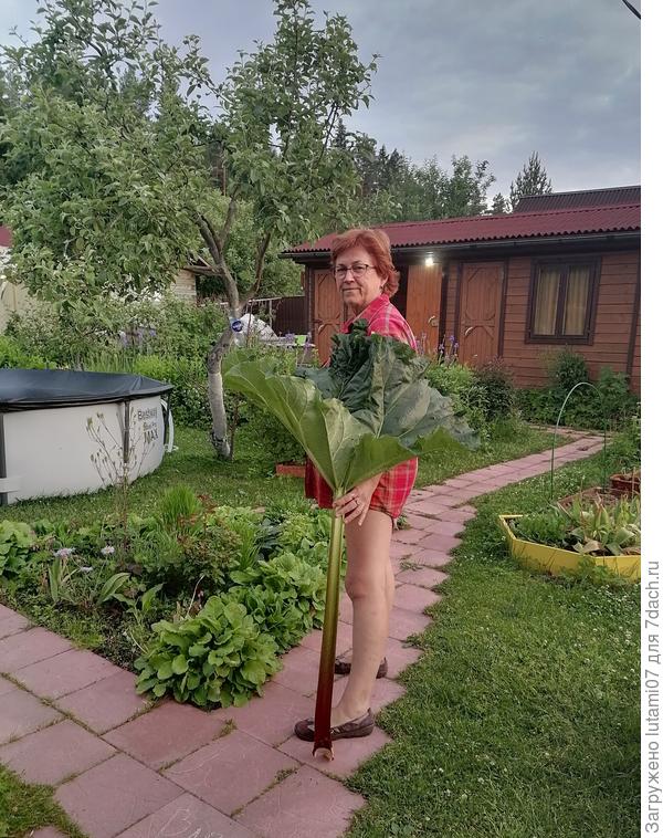 Мой ревень🙂