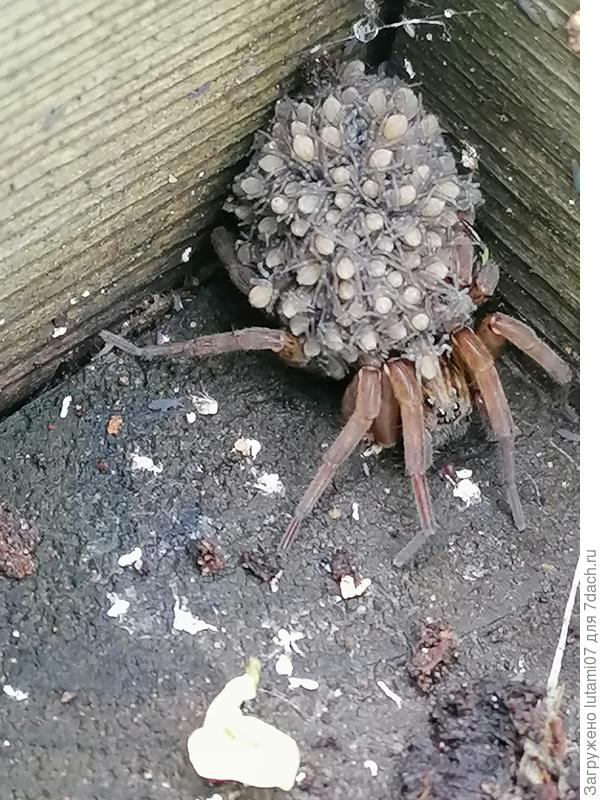 На спине куча паучат, которые вот-вот разбегутся