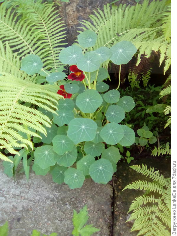папоротники